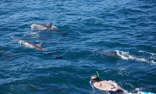 Swim with dolphins in Mauritius